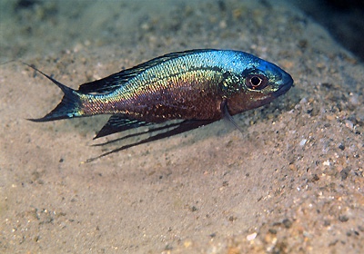 Cyathopharynx sp. 'green flush' Mabilibili Bay